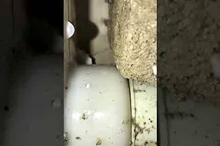 Alt komşunun tavanından su damlıyor cihazla kırmadan su kaçağı tespiti