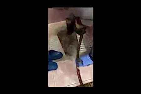 Tuvalet tıkandı su gitmiyor tuvalet tıkanıklığı nasıl açılır - İstanbul Tesisat